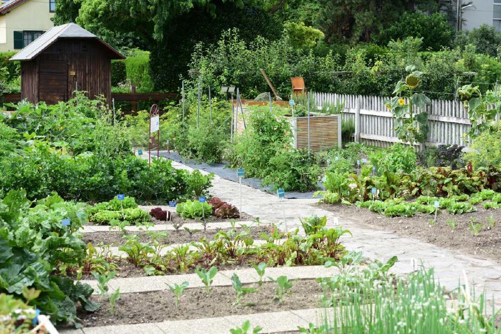 1723832265_archive_huertos_escolares_rz1000