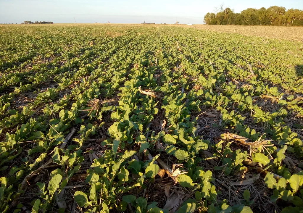 boom-productivo-cultivo-crece-argentina-combustible-aviones-campo-agro-1709805881082_1024