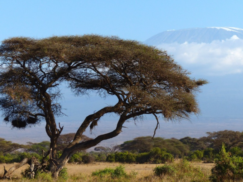 DESTACADA-BILLIKEN-13-2