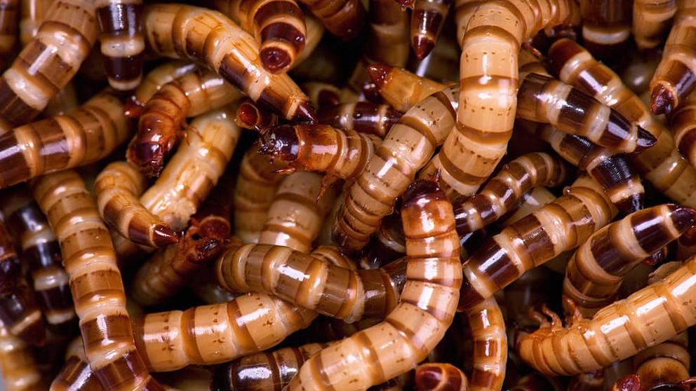 img_npalou_20191220-165508_imagenes_lv_otras_fuentes_meal-mealworm-creepy-bait-kruE-U472370137003NZE-992x558@LaVanguardia-Web