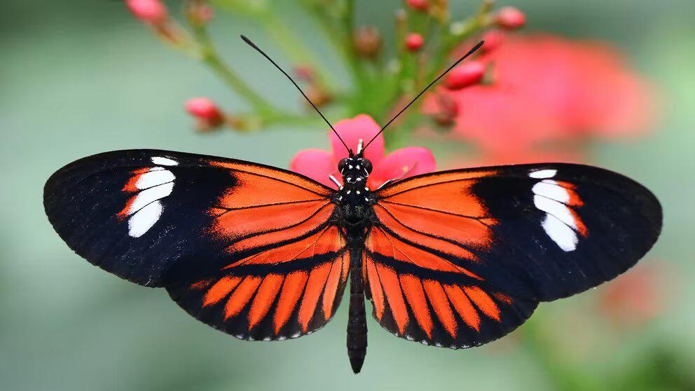 7YYIAYX265AHNMEC4W6SCHLQXI