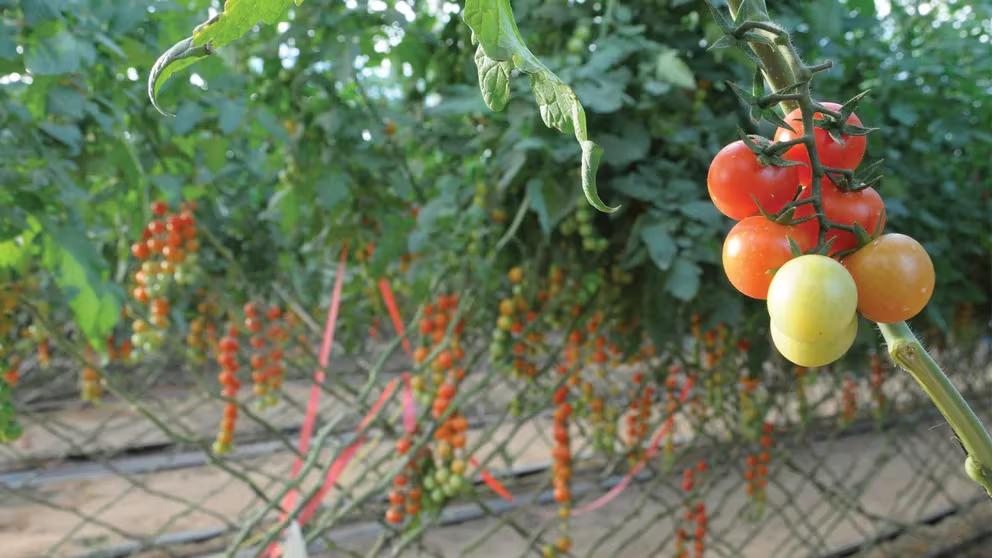 PRORP75EDVATVNL2PS4LOD65EA