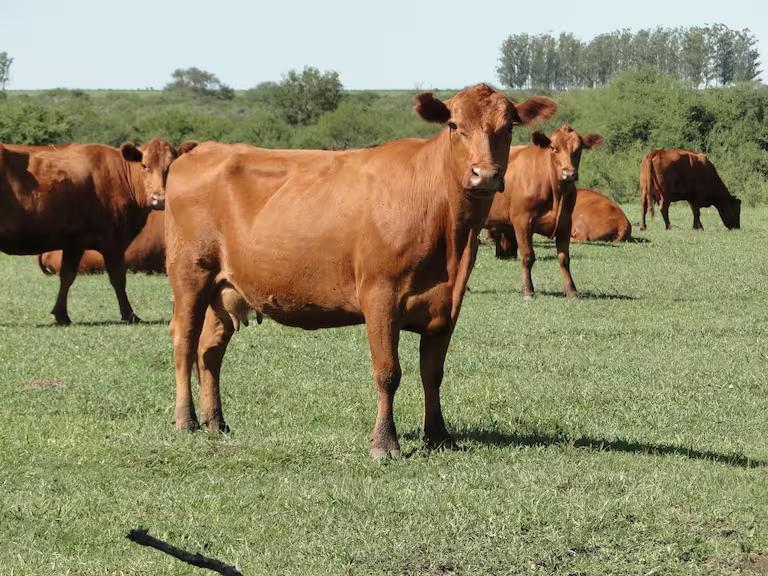 todo-comenzo-en-medio-de-la-pandemia-cuando-dos-C22HXIZVB5D6VI4L57TRZ54EDA