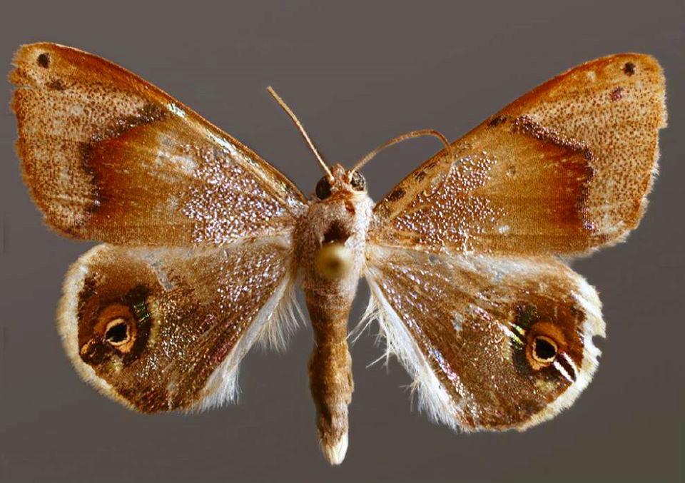 Nueva-especie-Polilla