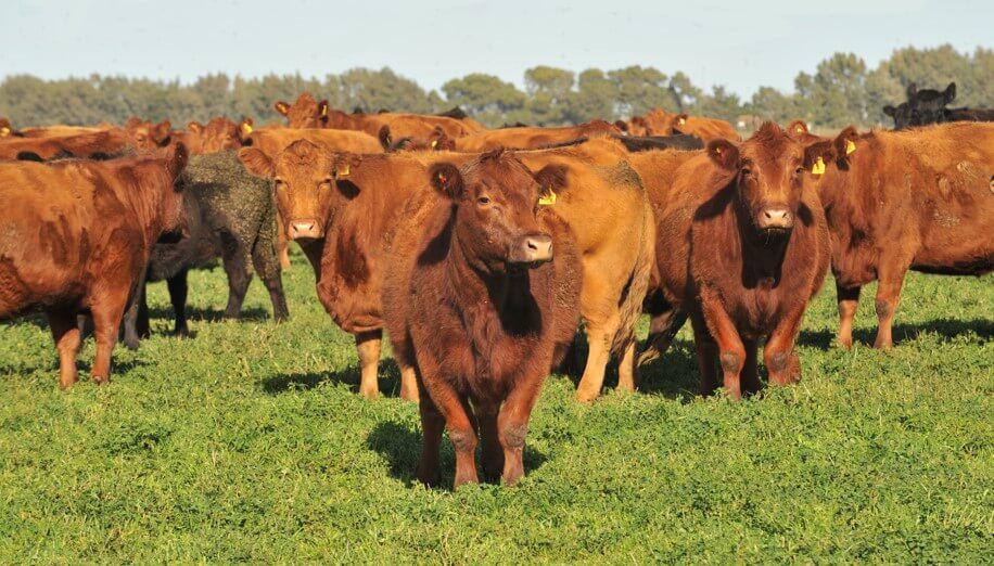 ganado-la-paz-tres-arroyos