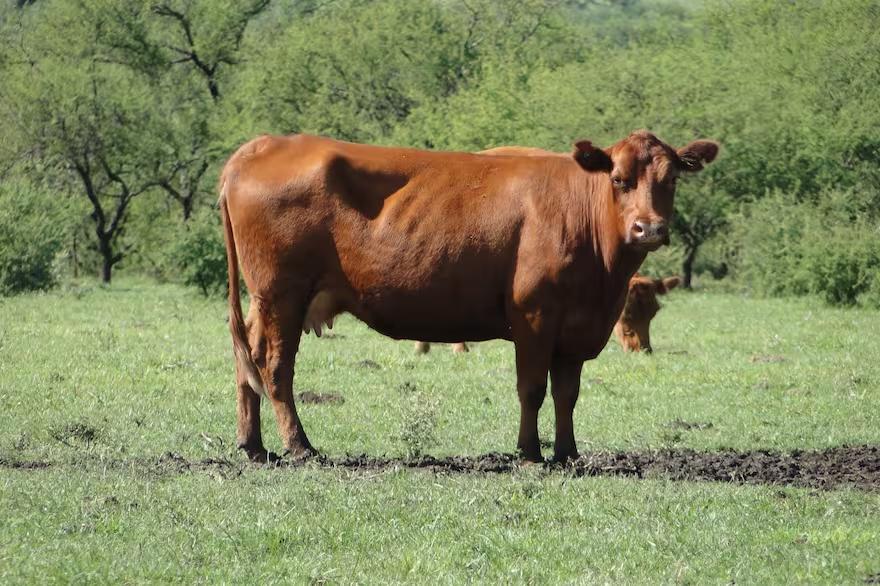 el-manejo-en-particular-de-este-sistema-RY53JYGN45DFZCPJFJAHRKQYUU