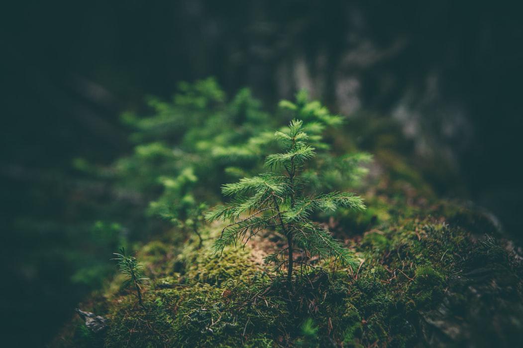 arbol-bosque-plantas-crisis-climatica