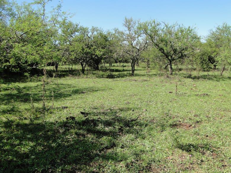 en-en-monte-nativo-entrerriano-se-puede-encontrar-UOM6WD5M3ZARFMSUJUZ7X2YEZQ