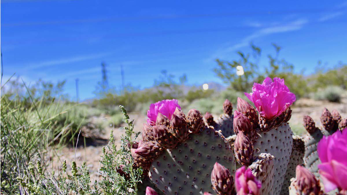 cactus-florece-lado-los-paneles-fotovoltaicos-situados-desierto-mojave-estados-unidos-1595242695694