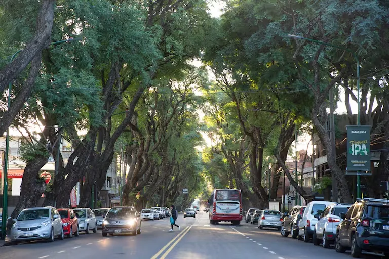 el-arbolado-urbano-tiene-beneficios-JHOQ7PMDWNBBNEYHNFKVHMGH44