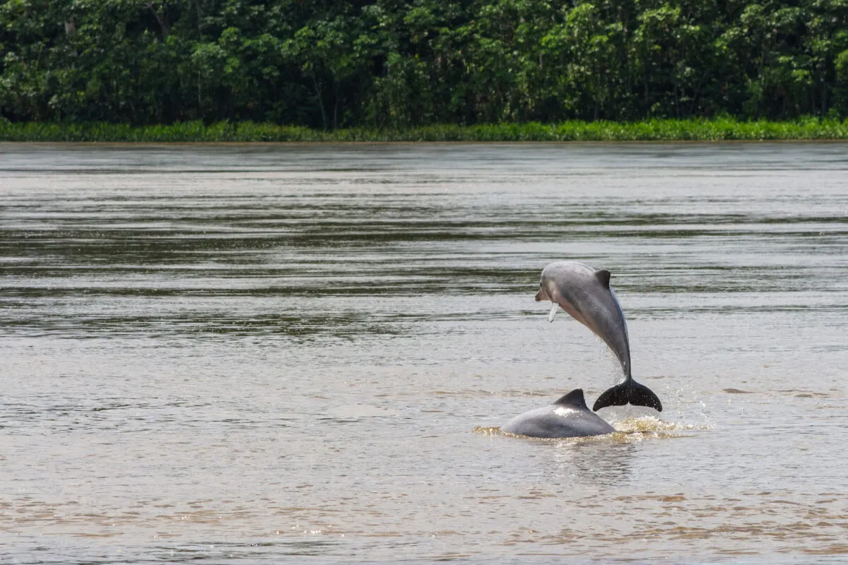 Vela-2-WWF-Ecuador-1200x800