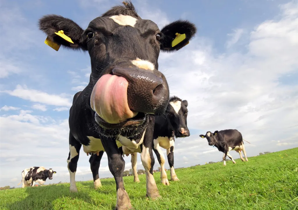 vacas-y-cerveza-dos-aliados-impensados-en-la-lucha-contra-el-calentamiento-global-1712964986358_1024