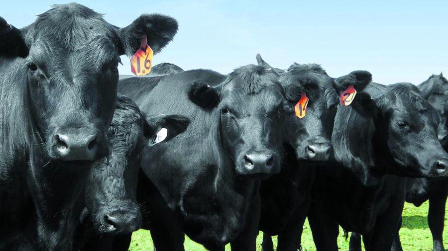 ganaderia-sustentable-1600171