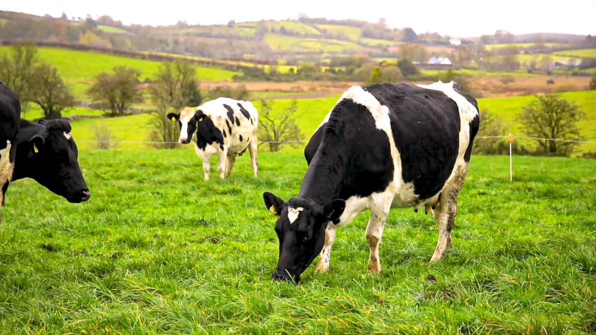 FS3E4-02_07_14-Dairy-Cattle-Cows-Field-Hills-Agriland20-1