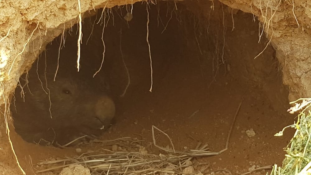 Australianos afirman que los wombats rescatan y comparten sus madrigueras  durante los incendios de Australia con otros animales