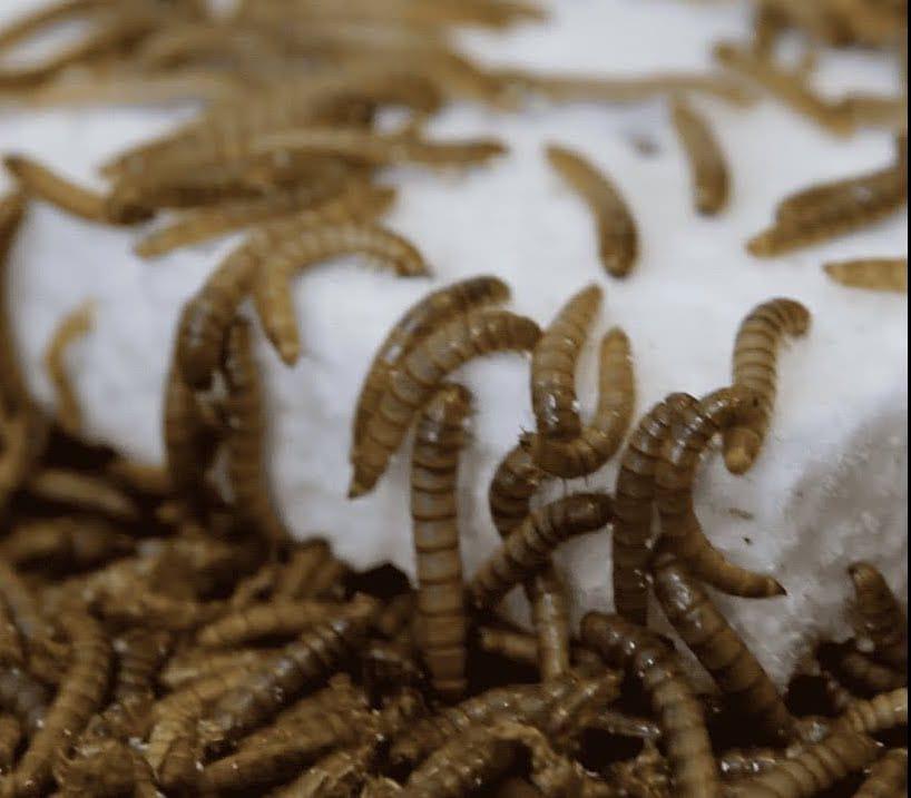 gusanos-harina