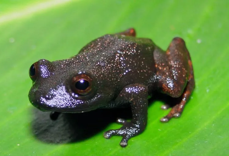 Pristimantis-muranunka-750x512