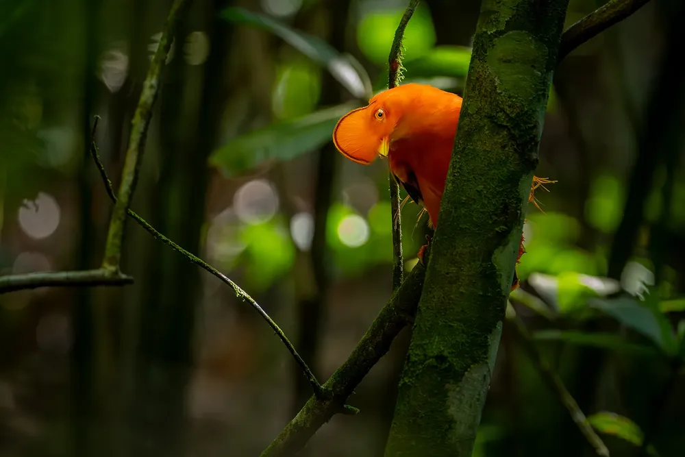 DSC06339-Mejorado-NR-Editar