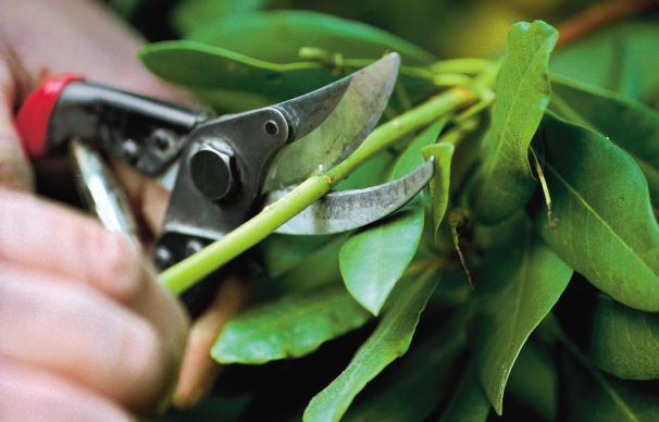 43053cfa-podaarbolesfrutales3