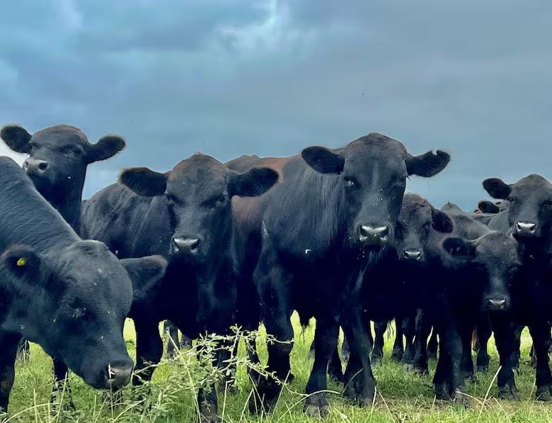 la-idea-de-ambos-ganaderos-que-realizan-ciclo-MQ6PAQ3X3ZAN7J2SZ3GFN3AUWQ