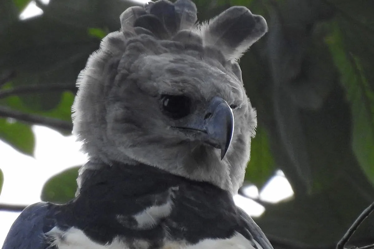 DSCN1980ps-Canande-2018-Harpy-Michales-Moens-1200-x-900-1200x800