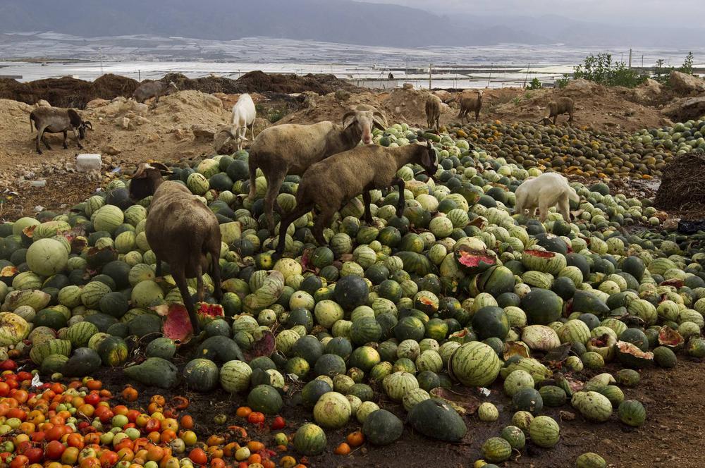 Verduras