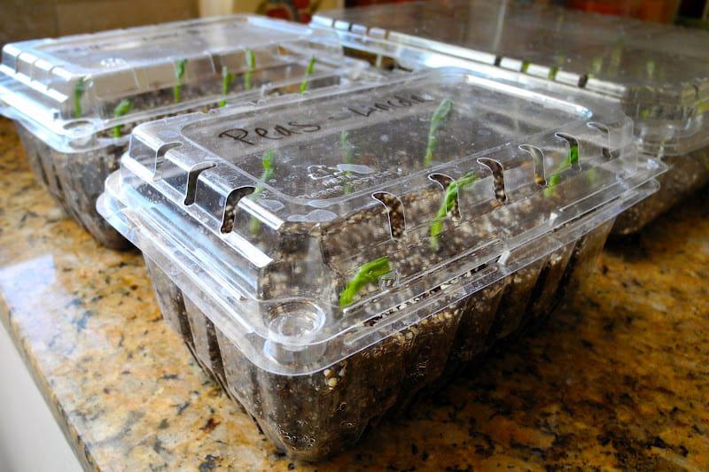mini-invernaderos-para-germinar-semillas1