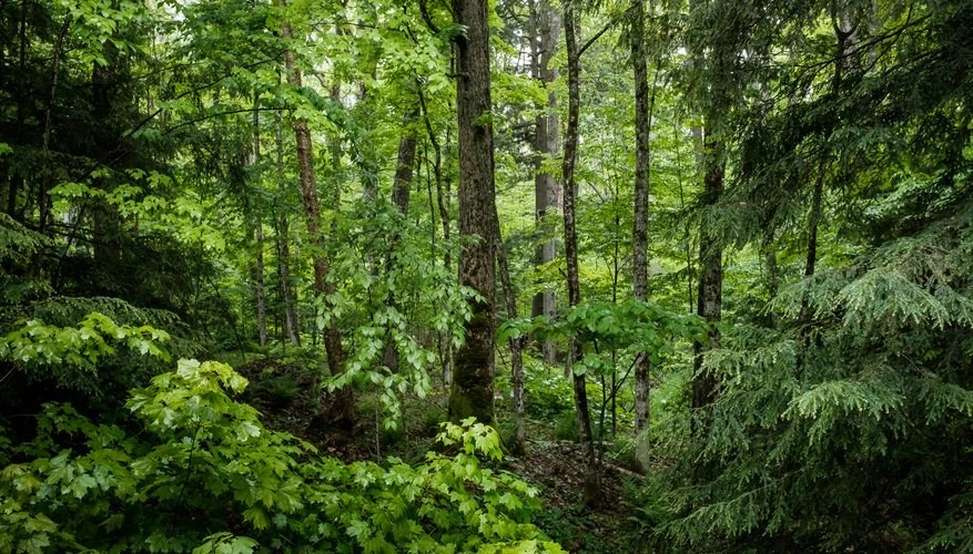 Bosque