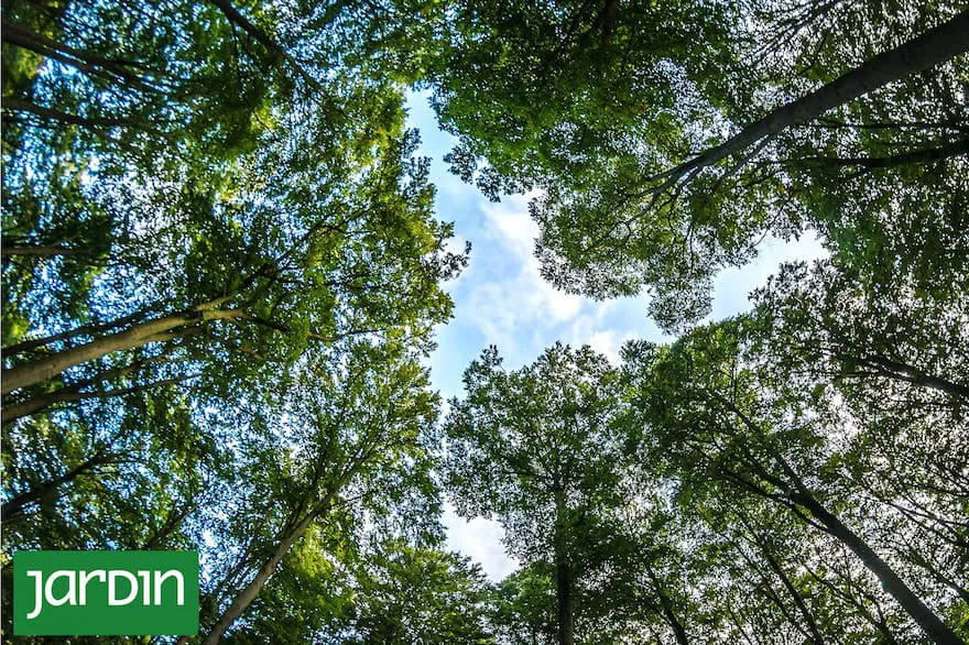 en-este-dia-del-arbol-la-reflexion-va-mas-alla-de-DDSFUXFLUFE6RB5EYPCLLRSFK4