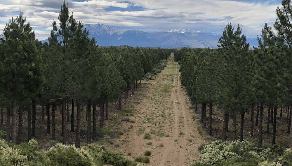 pinos-industria-forestal-benetton