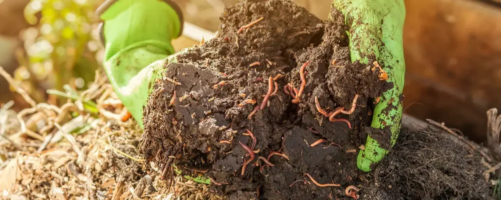 kompost-anlegen-adobestock_501886719