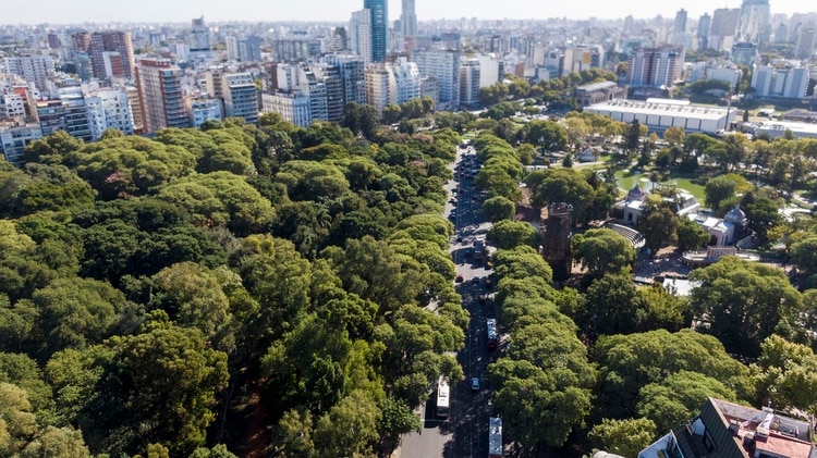Arboles-Buenos-Aires-2