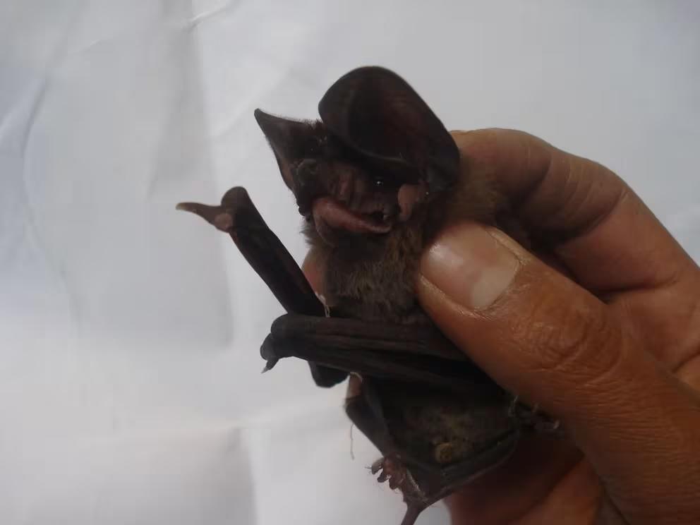 MZCFPEPIYJCLVMVKIWIDLLR7XI