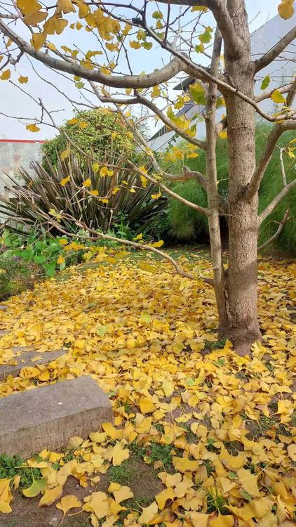 arboles_san_francisco_1