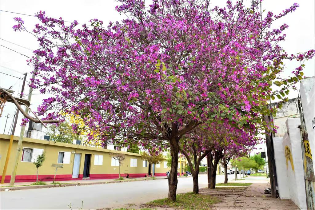 arboles_san_francisco_2