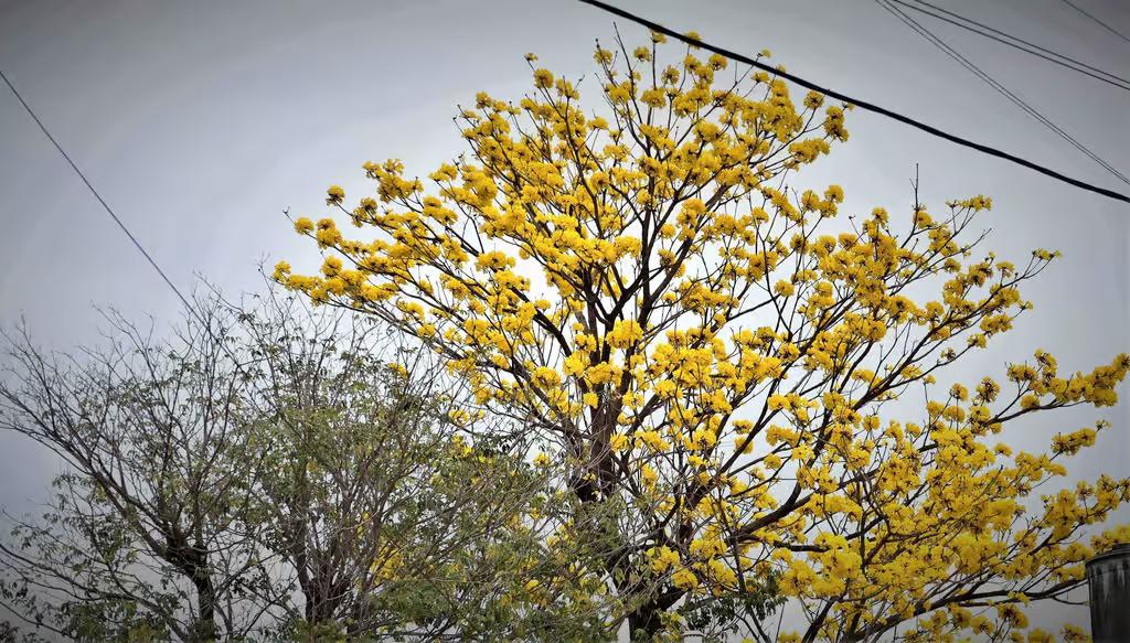 arboles_san_francisco_3