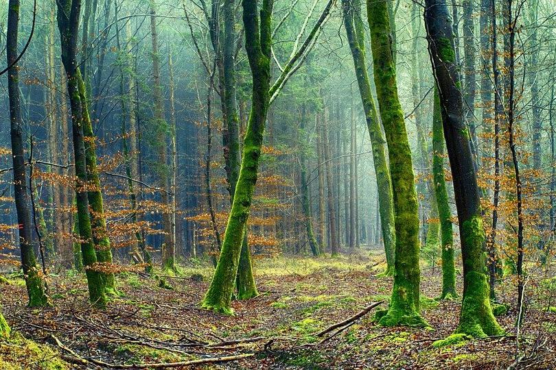 Bosque/Arboles