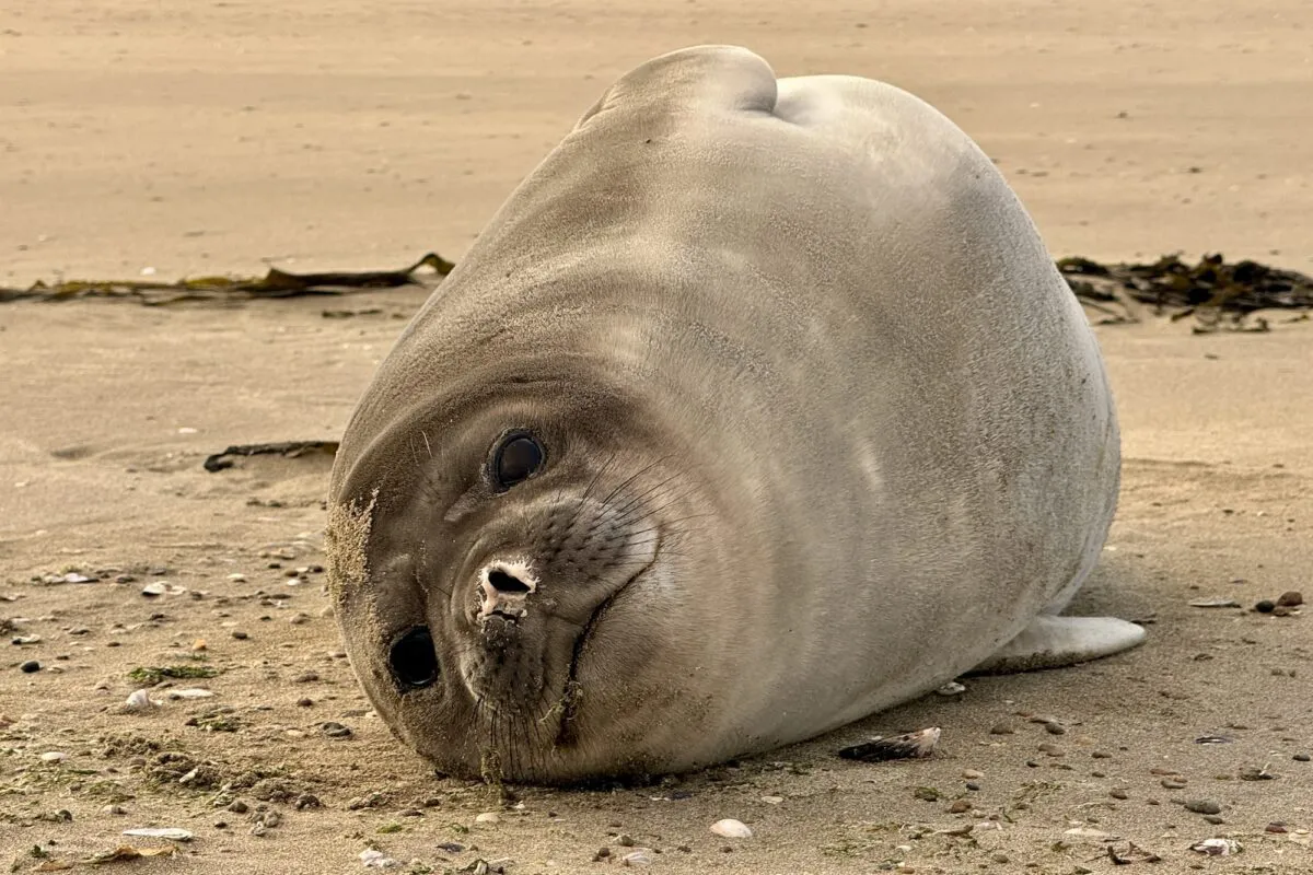 Elefantes-marinos-destetado-foto-Valeria-Falabella-WCS-Argentina-IMG_5725-1200x800