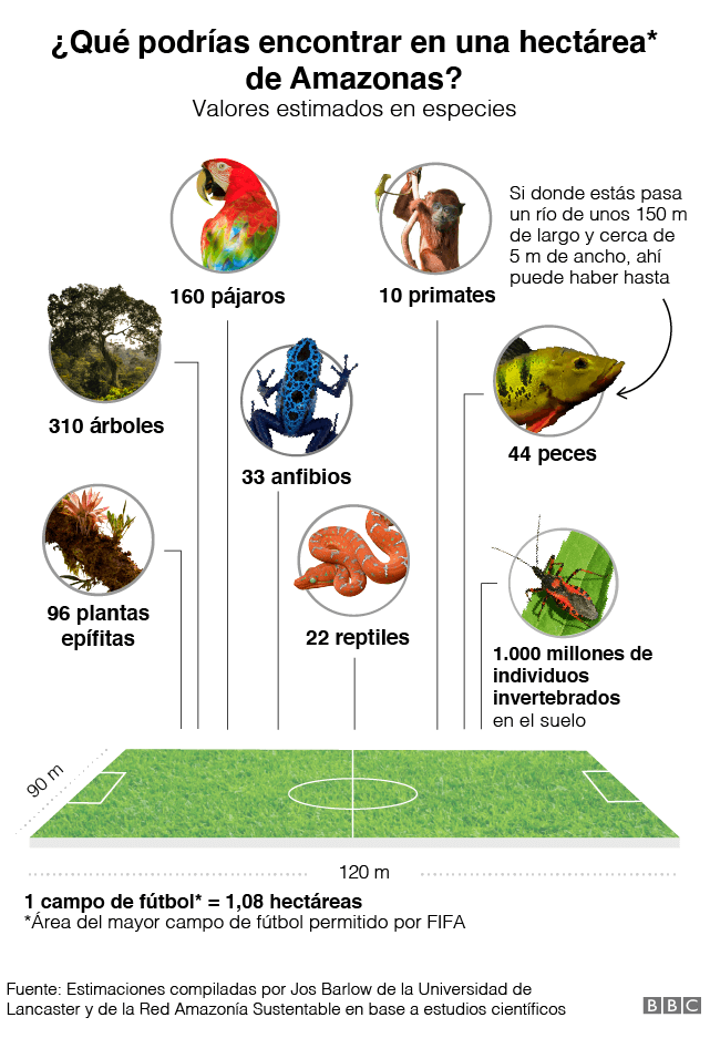 bioma-hectarea-amazonas-nc