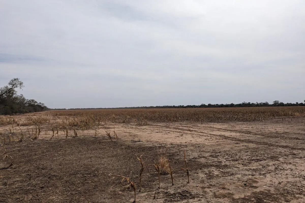 Sequia-y-deforestacion-en-la-estancia-de-BrasilAgro-en-el-departamento-de-Boqueron-en-el-Chaco-paraguayo.-Global-Witness-1200x800