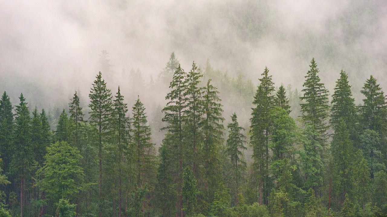 forest-3082836_1280