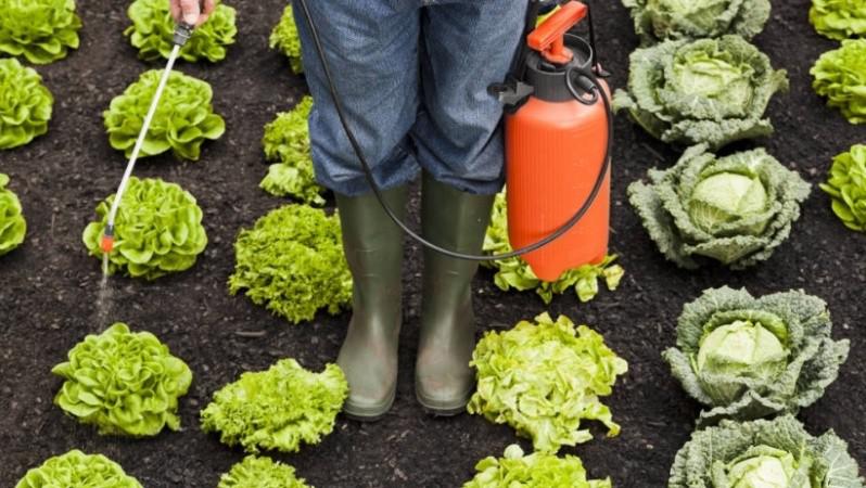 frutas_y_verduras2.jpg_674994428