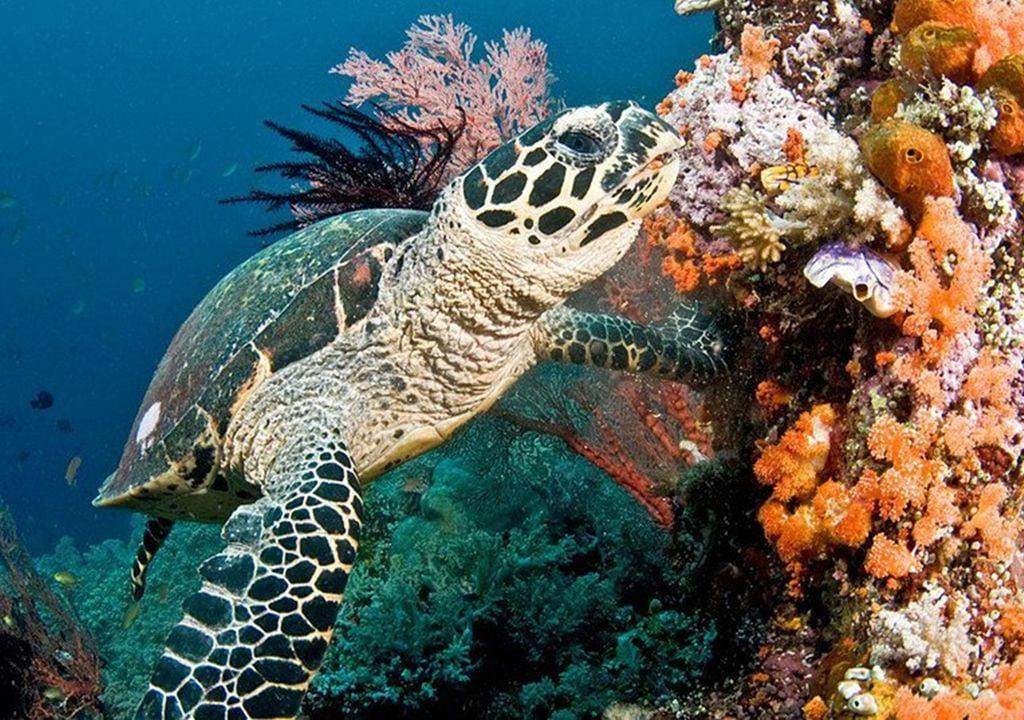 dia-mundial-arrecifes-de-coral-sobrevivir-humanidad-siglo-xxi-junio-calentamiento-oceanos-global-cambio-climatico-blanqueamiento-lema-1717206369024_1024