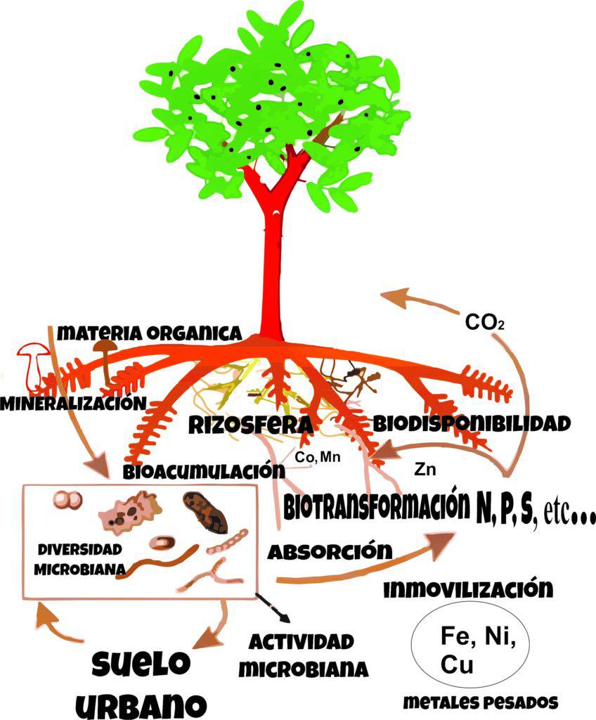 Suelo inteligente, un modelo para la adaptación del árbol urbano al cambio  climático