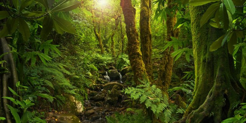 Selva
