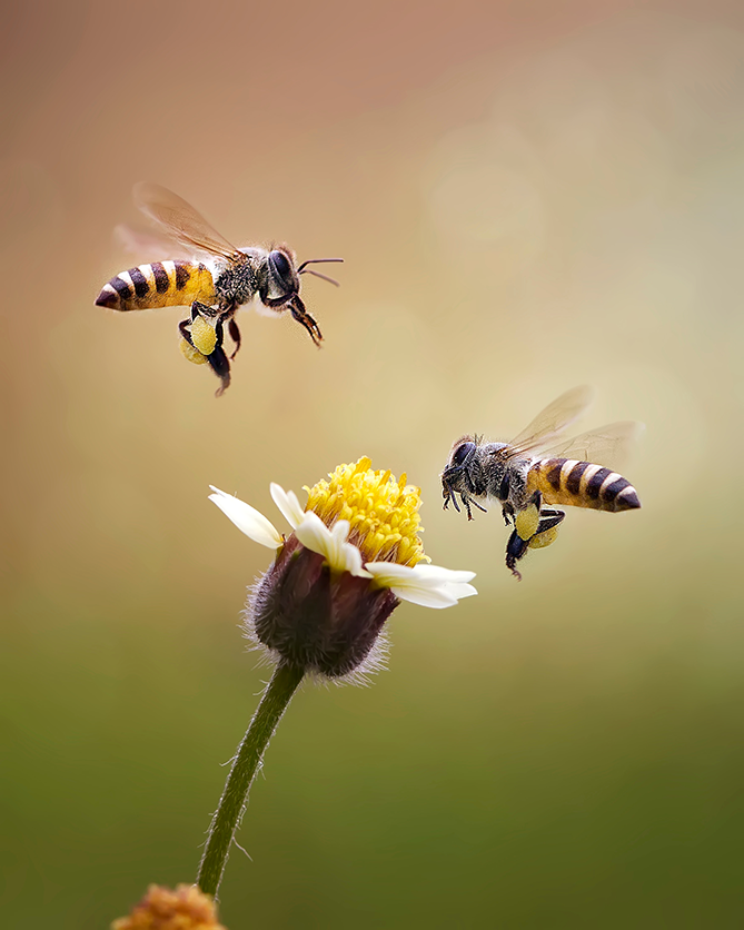 abejas-datos-sorprendentes-4