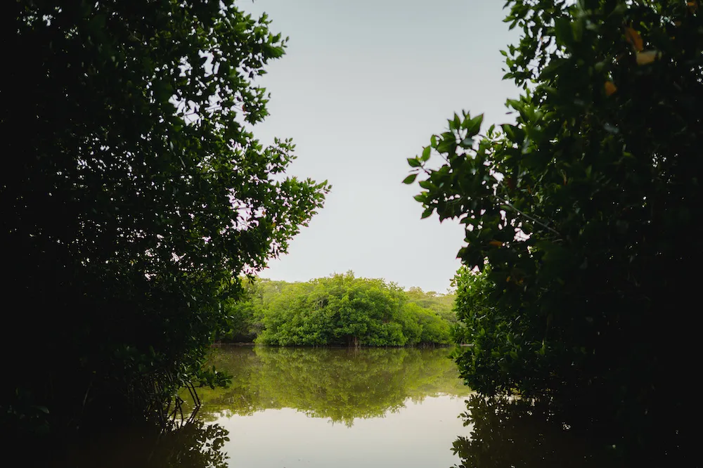 Corazon-del-manglar