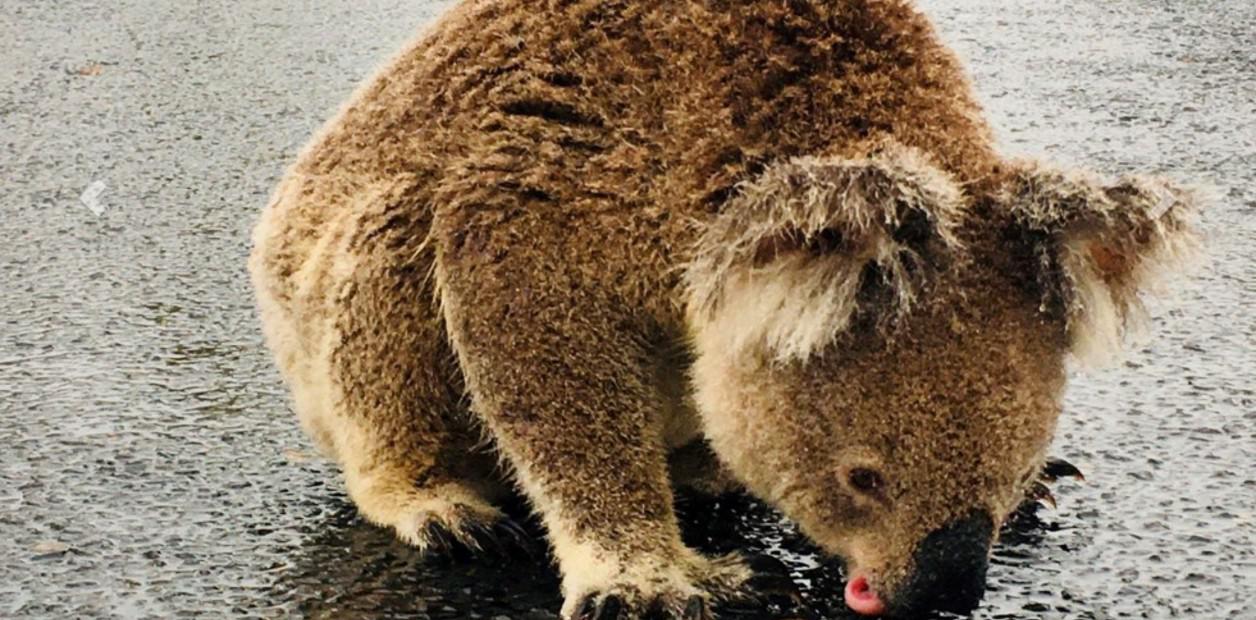 un-koala-toma-agua-de___fHn0Iblf_1256x620__1