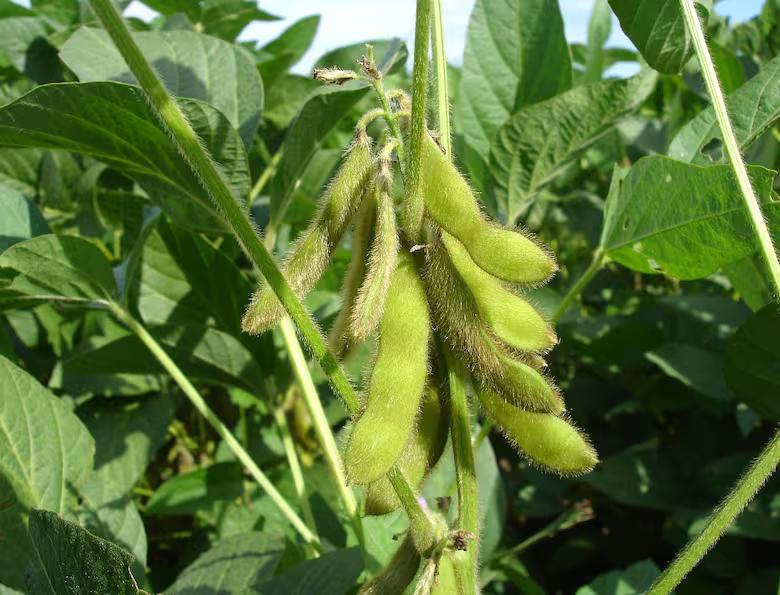 desde-2025-europa-prohibira-la-comercializacion-WBD3VAEQVRBMBAFC43UX566GZI