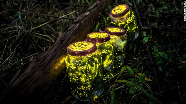 200203074853-04-fireflies-extinction-risk-exlarge-169